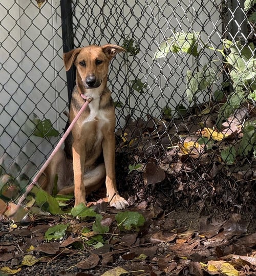FORREST AVAILABLE 9/15 - Terrier available for adoption