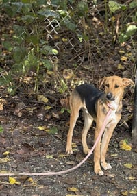 Forrest Available 9/15 - Photo 1