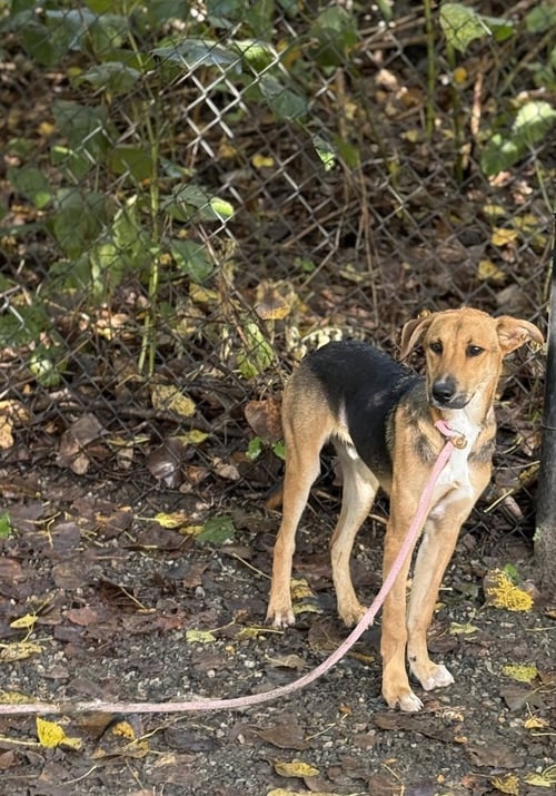 FORREST AVAILABLE 9/15 - Terrier available for adoption