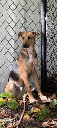 Forrest Available 9/15 - Photo 3