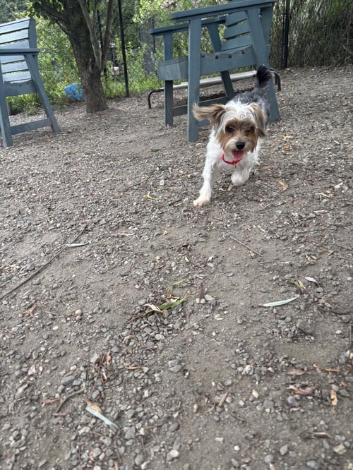 LADD AVAILABLE 8/20 - Poodle (Miniature) available for adoption