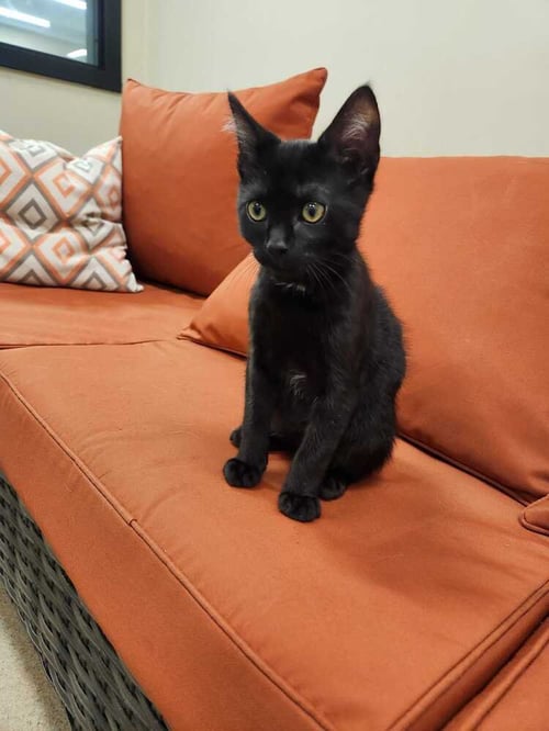 GUACAMOLE - Domestic Short Hair available for adoption