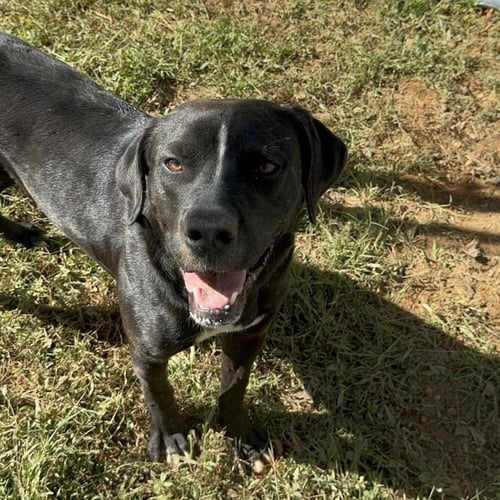 LOKI AVAILABLE 8/20 - Unknown available for adoption
