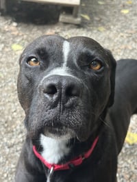 Loki - Photo 4