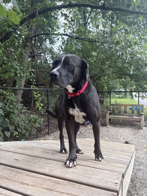 LOKI AVAILABLE 8/20 - Unknown available for adoption