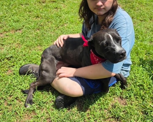 LOKI AVAILABLE 8/20 - Unknown available for adoption