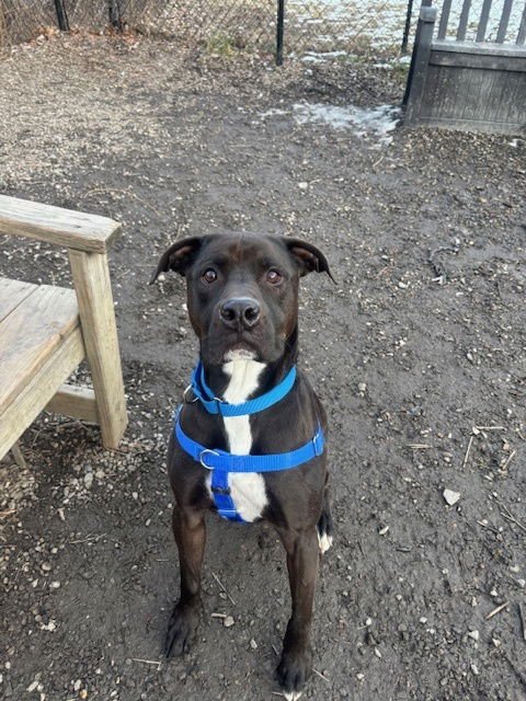 PETE - Labrador Retriever available for adoption