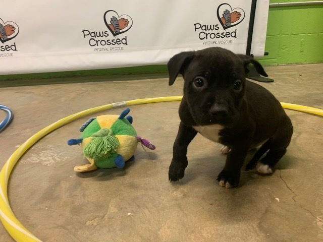 PETE - Labrador Retriever available for adoption