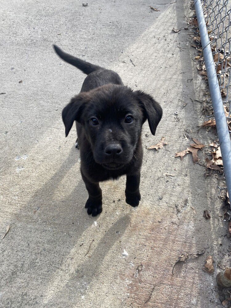 ANNA - Terrier available for adoption