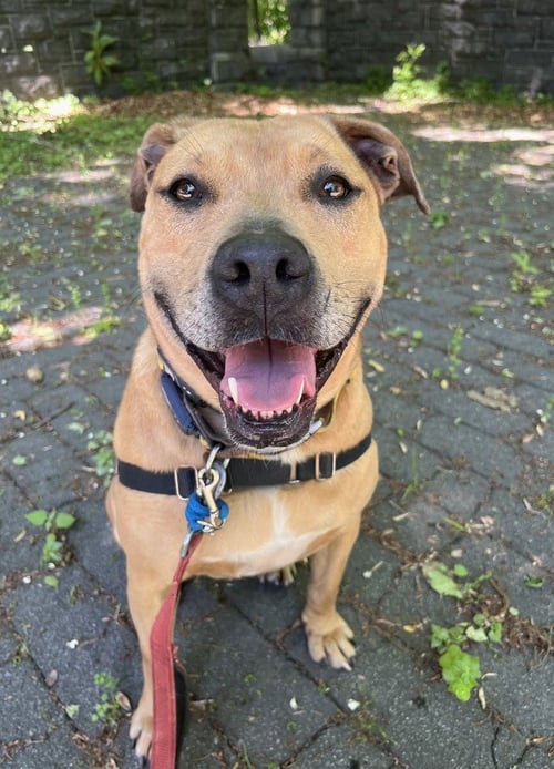 CANDY - Catahoula Leopard Dog available for adoption