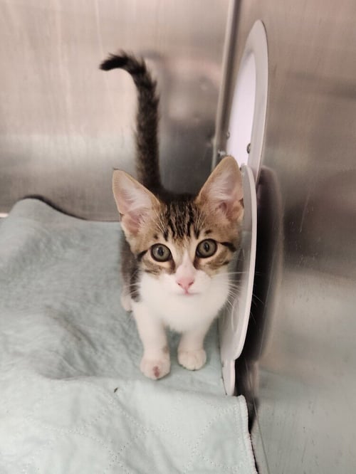 PAUL - Domestic Short Hair available for adoption
