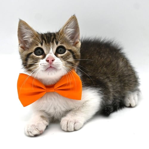 PAUL - Domestic Short Hair available for adoption