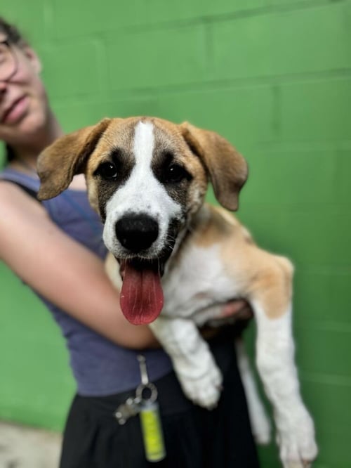 O'SHEA - Great Pyrenees available for adoption