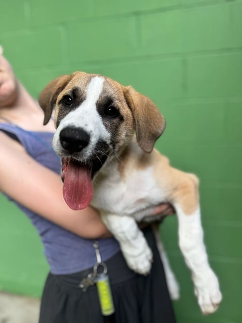 O'SHEA - Great Pyrenees available for adoption