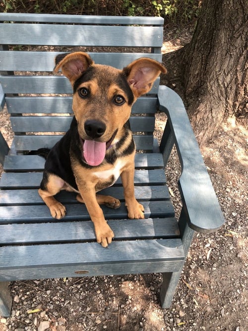 PEPPER - Unknown available for adoption