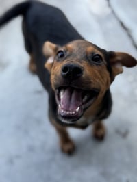 Pepper - Photo 4