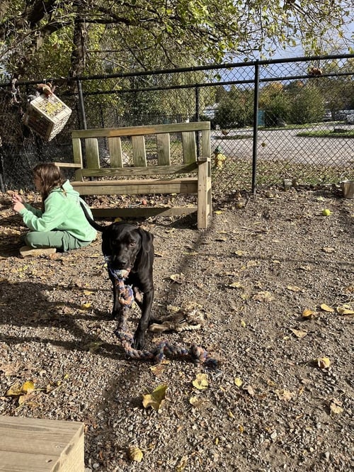 LOLA AVAILABLE 10/22 - Labrador Retriever available for adoption