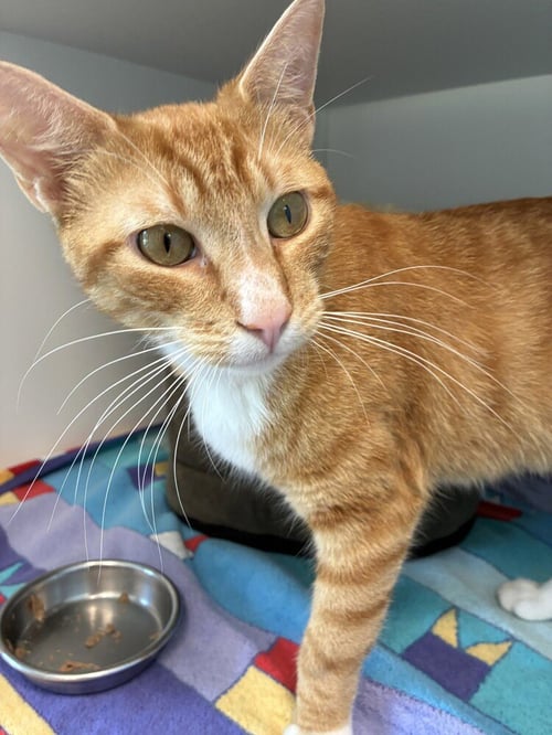 KEANU - Domestic Short Hair available for adoption
