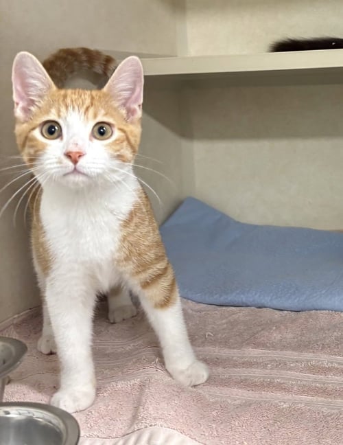 BURRITO - Domestic Short Hair available for adoption