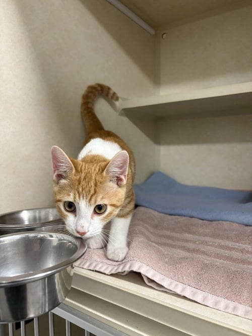 BURRITO - Domestic Short Hair available for adoption