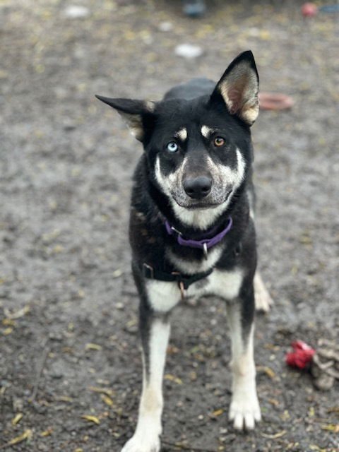 SHAYLA - Husky / Shepherd available for adoption