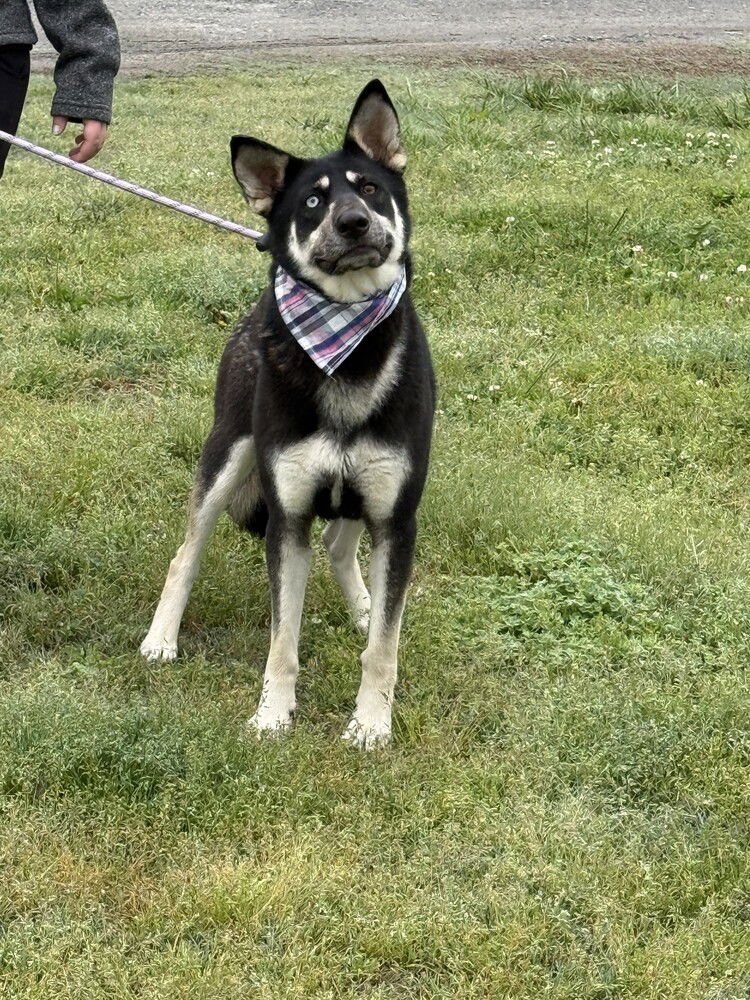 SHAYLA - Husky / Shepherd available for adoption