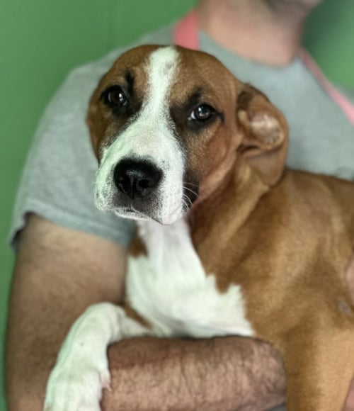 BONFIRE AVAILABLE 10/24 - Labrador Retriever / Beagle available for adoption