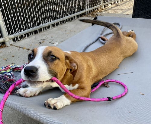 BONFIRE - Labrador Retriever / Beagle available for adoption