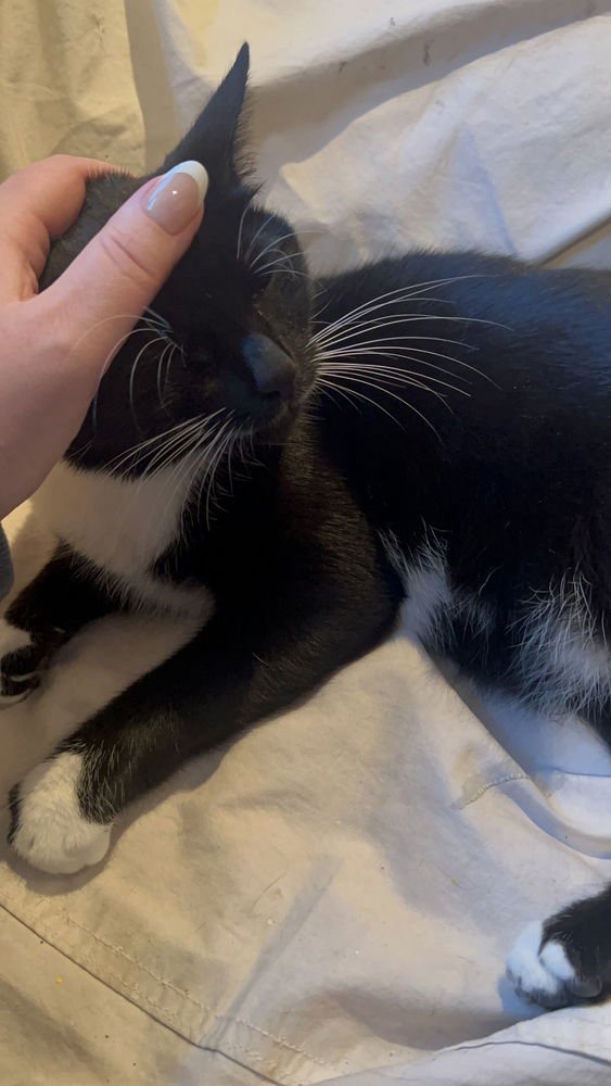 LACEY **COURTESY POST - Domestic Short Hair available for adoption