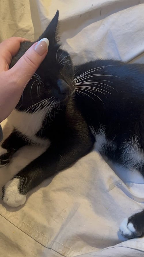 LACEY **COURTESY POST - Domestic Short Hair available for adoption