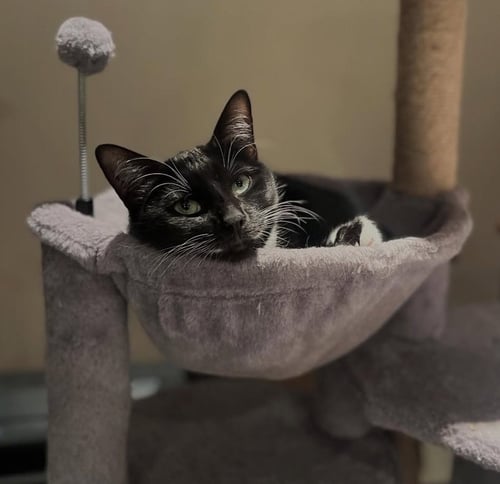 LACEY **COURTESY POST - Domestic Short Hair available for adoption