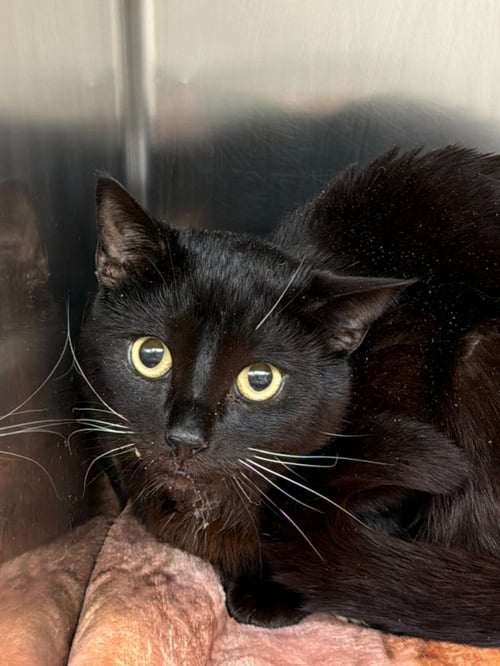 LAURENT - Domestic Short Hair available for adoption