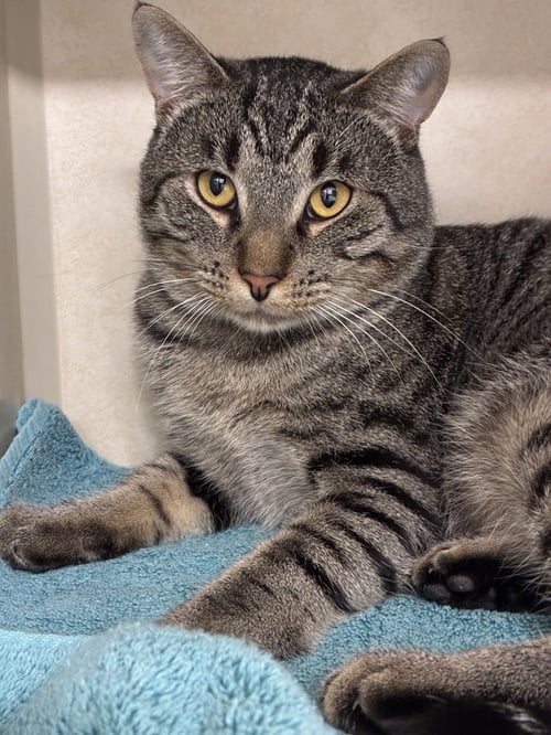 LIAM - Domestic Short Hair available for adoption