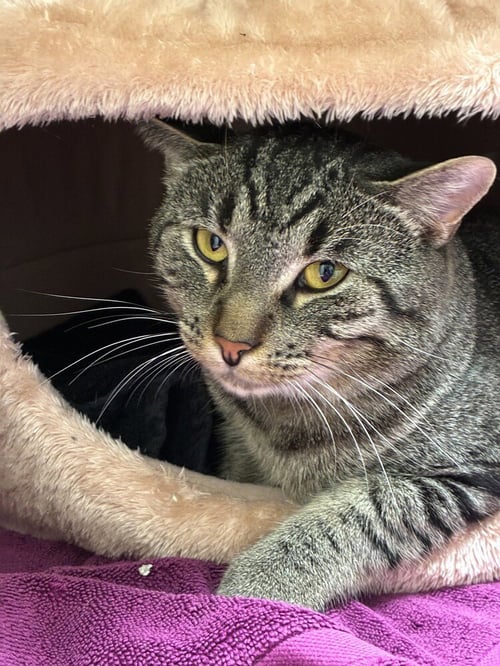 LIAM - Domestic Short Hair available for adoption