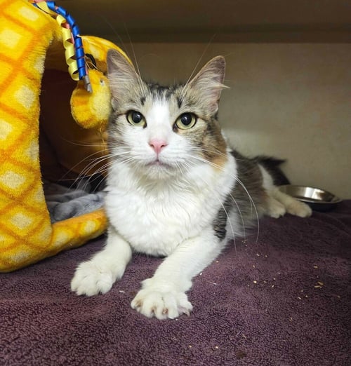 CASSIE - Domestic Short Hair available for adoption