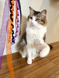 Cassie - Photo 2