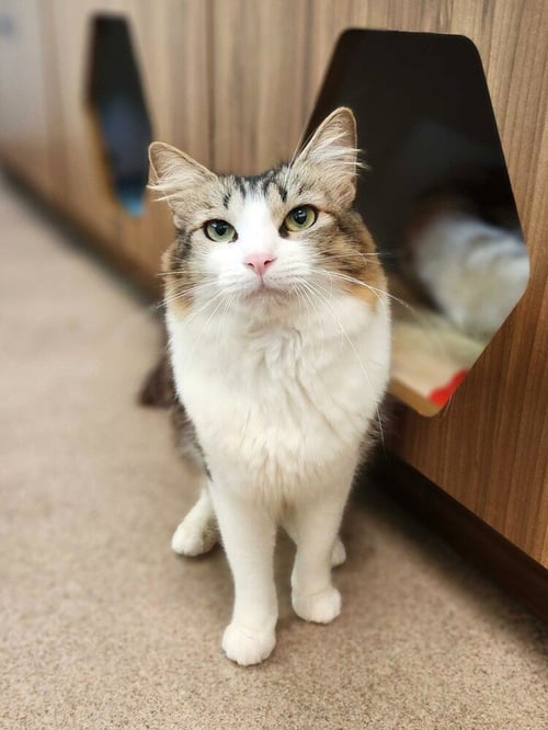 CASSIE - Domestic Short Hair available for adoption