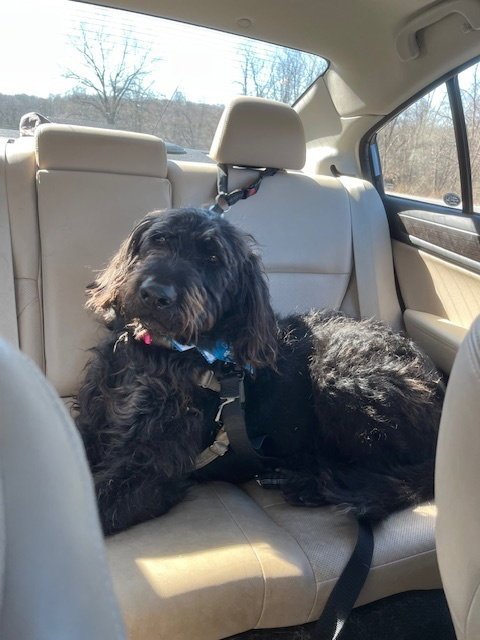 CASH - Labrador Retriever / Poodle (Standard) available for adoption