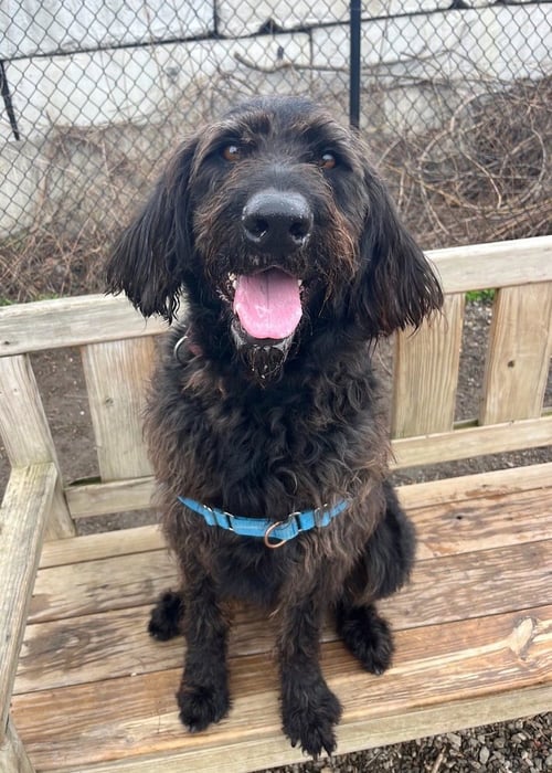 CASH - Labrador Retriever / Poodle (Standard) available for adoption