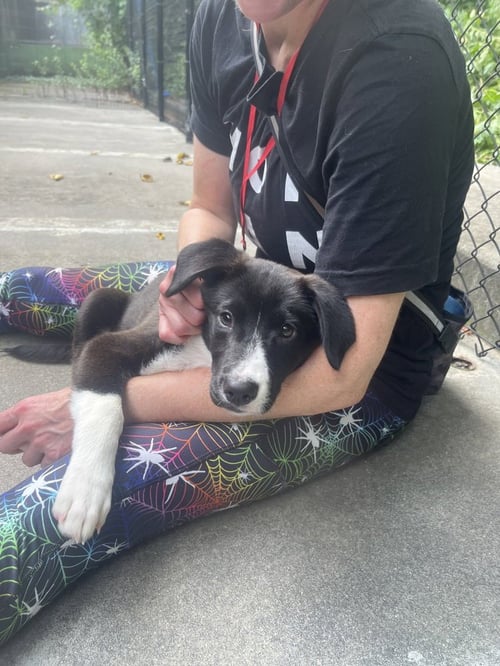 TAGLIATELLE AVAILABLE 8/21 - Collie available for adoption