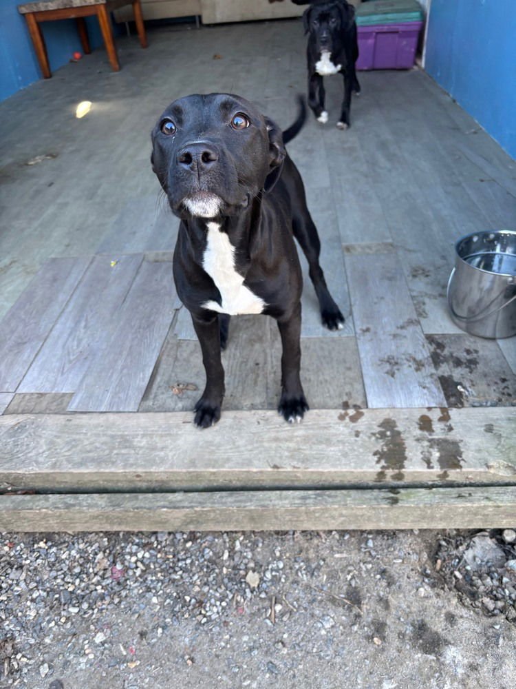 PEAR - Terrier available for adoption