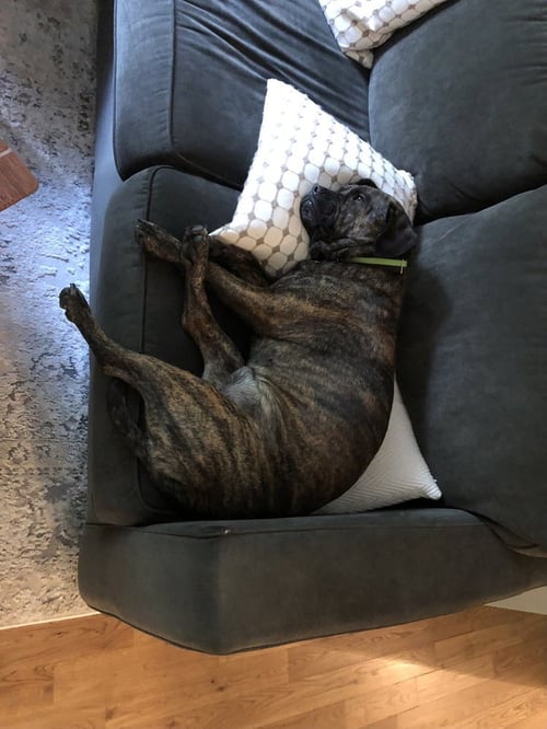 AUGGIE **A COURTESY POST** - Plott Hound available for adoption
