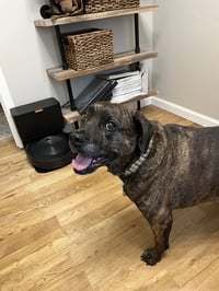 Auggie **a courtesy post** - Photo 4