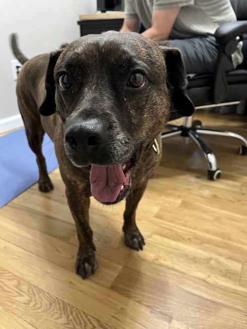 AUGGIE **A COURTESY POST** - Plott Hound available for adoption
