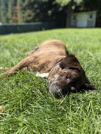 Auggie **a courtesy post** - Photo 3