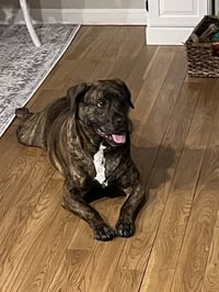 Auggie **a courtesy post** - Photo 1