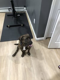 Auggie **a courtesy post** - Photo 2