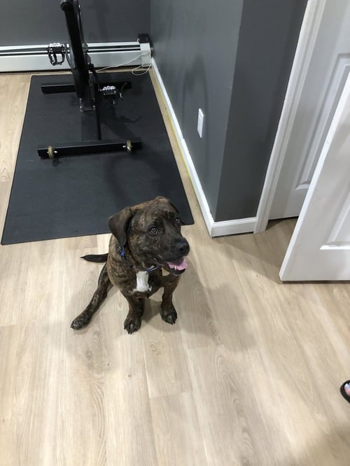 AUGGIE **A COURTESY POST** - Plott Hound available for adoption