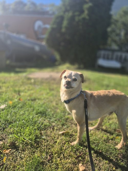 BUKI AVAILABLE 10/12 - Chihuahua available for adoption