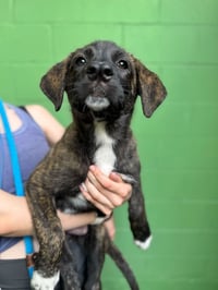 Bolt - Photo 1